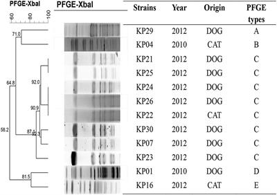 Clonal Spread of 16S rRNA Methyltransferase-Producing Klebsiella pneumoniae ST37 with High Prevalence of ESBLs from Companion Animals in China